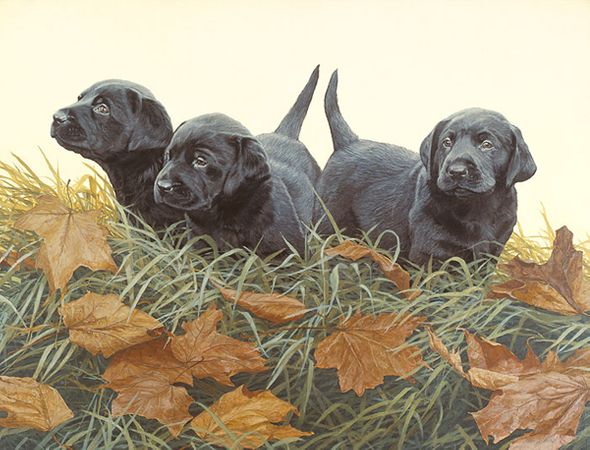 John Weiss Handsigned and Numbered Limited Edition Anniversary Gicl&eacute;e Canvas:"Lab Puppies - Black labs"