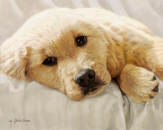 John Weiss Limited Edition Print: "Golden Retriever"