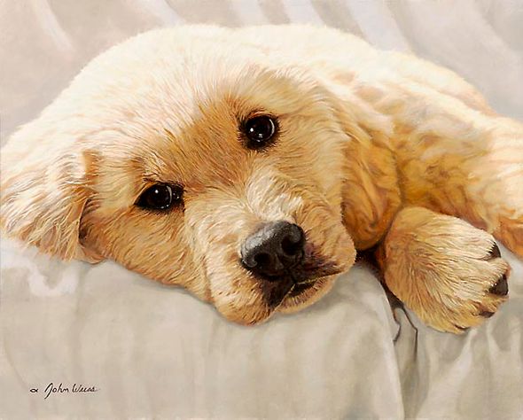 John Weiss Limited Edition Print: "Golden Retriever"