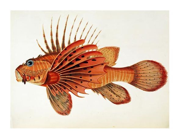 John Whitchurch Bennett Fine Art Open Edition Gicl&eacute;e:"Fishes Found on the Coast of Ceylon"
