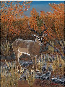 Jon Ciarletta Limited Edition Museum Quality Gicl&eacute;e: "Blackface Impala"