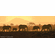 Jon Ren Handsigned and Numbered Limited Edition Canvas Giclee: "Carnivale-African Elephants"