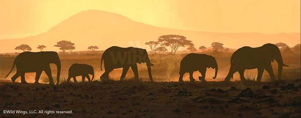 Jon Ren Handsigned and Numbered Limited Edition Canvas Giclee: "Carnivale-African Elephants"