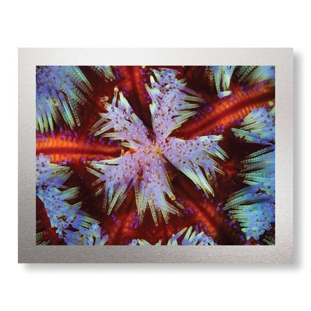 Jones and Shimlock Limited Edition Ready to Hang Giclee on Brushed Aluminum: "Fire Urchin"