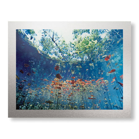 Jones and Shimlock Limited Edition Ready to Hang Giclee on Brushed Aluminum: "Lilly Pads"