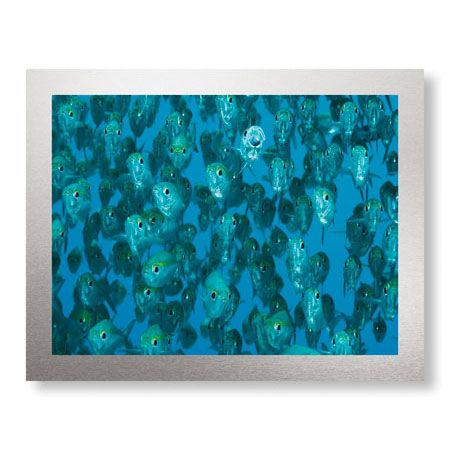 Jones and Shimlock Limited Edition Ready to Hang Giclee on Brushed Aluminum: "Ox-eye Scad Faces"