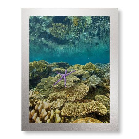 Jones and Shimlock Limited Edition Ready to Hang Giclee on Brushed Aluminum: "Reef Crest with Sea Star"
