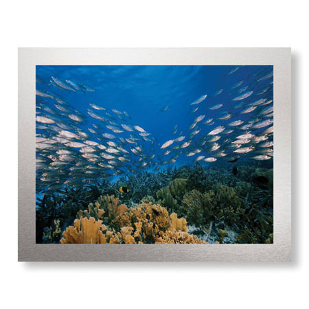Jones and Shimlock Limited Edition Ready to Hang Giclee on Brushed Aluminum: "Reef Scenic 1"