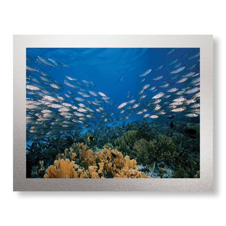 Jones and Shimlock Limited Edition Ready to Hang Giclee on Brushed Aluminum: "Reef Scenic 1"