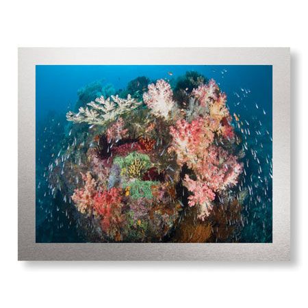 Jones and Shimlock Limited Edition Ready to Hang Giclee on Brushed Aluminum: "Reef Scenic 2"