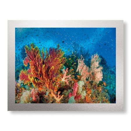 Jones and Shimlock Limited Edition Ready to Hang Giclee on Brushed Aluminum: "Reef Scenic 3"