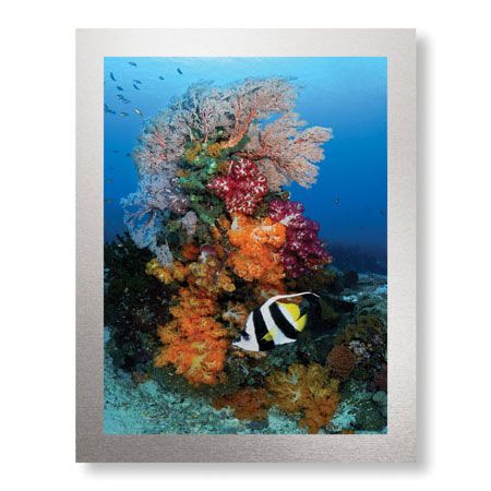 Jones and Shimlock Limited Edition Ready to Hang Giclee on Brushed Aluminum: "Reef Scenic 7"