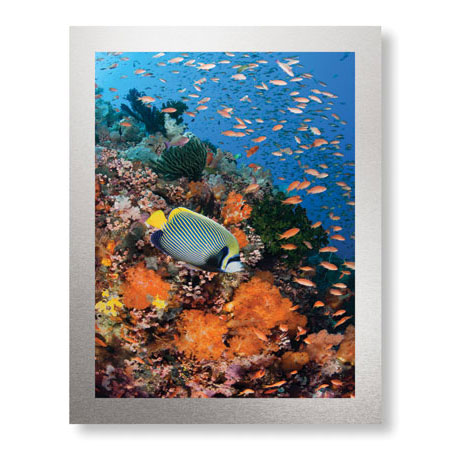Jones and Shimlock Limited Edition Ready to Hang Giclee on Brushed Aluminum: "Reef Scenic 8"