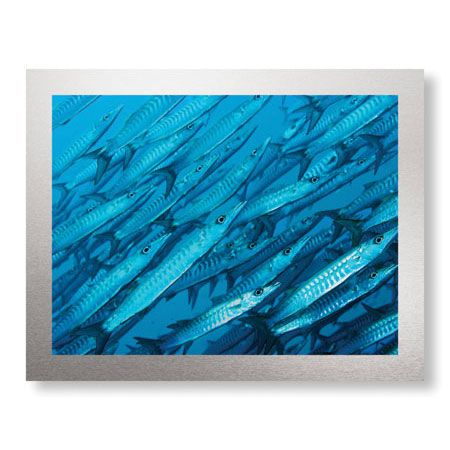 Jones and Shimlock Limited Edition Ready to Hang Giclee on Brushed Aluminum: "Schooling Barracuda"