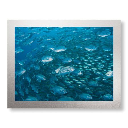 Jones and Shimlock Limited Edition Ready to Hang Giclee on Brushed Aluminum: "Schooling Trevally"