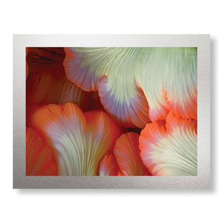 Jones and Shimlock Limited Edition Ready to Hang Giclee on Brushed Aluminum: "Sea Anemone"