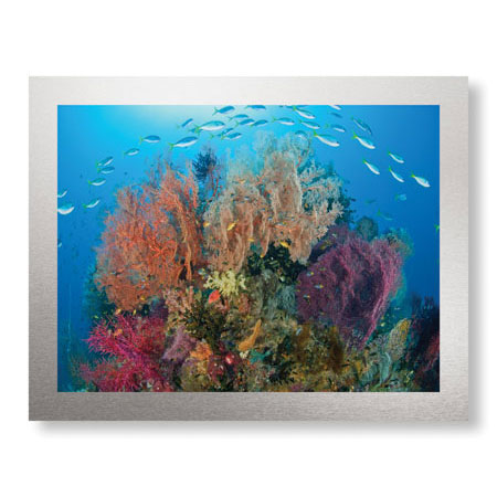 Jones and Shimlock Limited Edition Ready to Hang Giclee on Brushed Aluminum: "Sea Fans and Schooling Fusiliers"