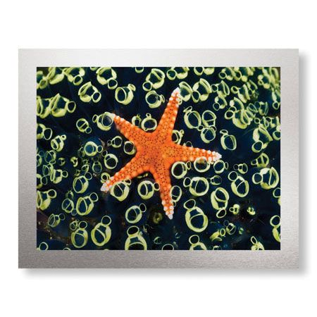 Jones and Shimlock Limited Edition Ready to Hang Giclee on Brushed Aluminum: "Sea Star on Sea Squirts Colony"