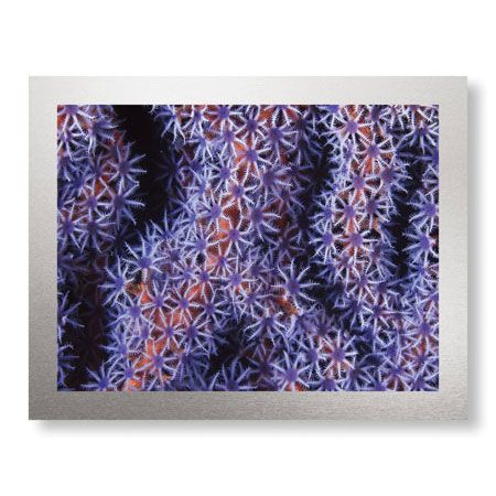Jones and Shimlock Limited Edition Ready to Hang Giclee on Brushed Aluminum: "Seafan"
