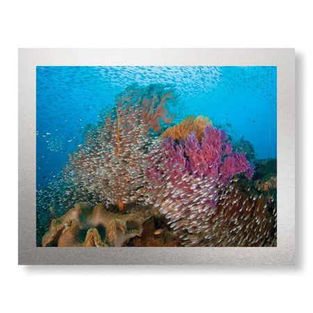 Jones and Shimlock Limited Edition Ready to Hang Giclee on Brushed Aluminum: "Soft Corals and Glassfish"