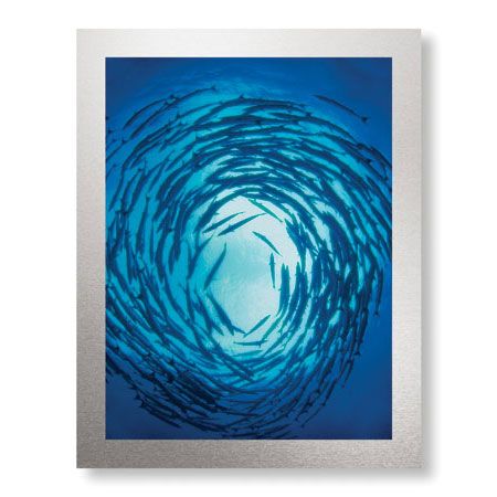 Jones and Shimlock Limited Edition Ready to Hang Giclee on Brushed Aluminum: "Swirling Barracuda"