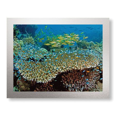 Jones and Shimlock Limited Edition Ready to Hang Giclee on Brushed Aluminum: "Table Coral and Reef Fish"