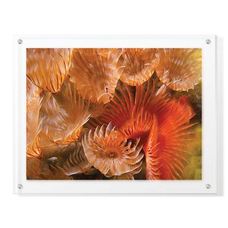 Jones and Shimlock Limited Edition Ready to Hang Giclee on Clear Acrylic: "Feather Duster Colony"
