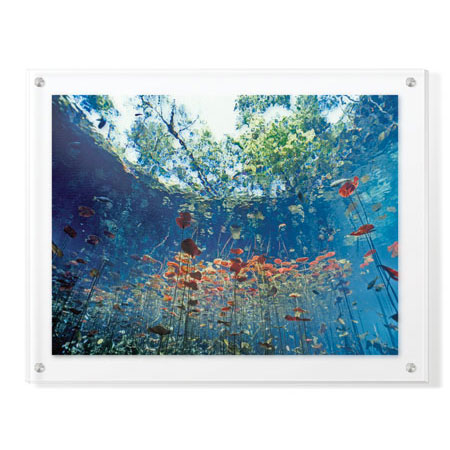 Jones and Shimlock Limited Edition Ready to Hang Giclee on Clear Acrylic: "Lilly Pads"