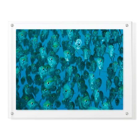 Jones and Shimlock Limited Edition Ready to Hang Giclee on Clear Acrylic: "Ox-eye Scad Faces"