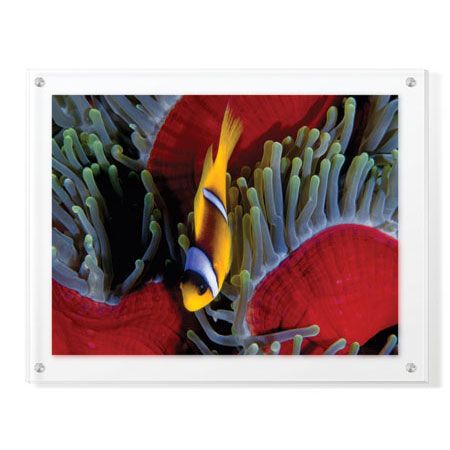 Jones and Shimlock Limited Edition Ready to Hang Giclee on Clear Acrylic: "Red Sea Anemonefish"