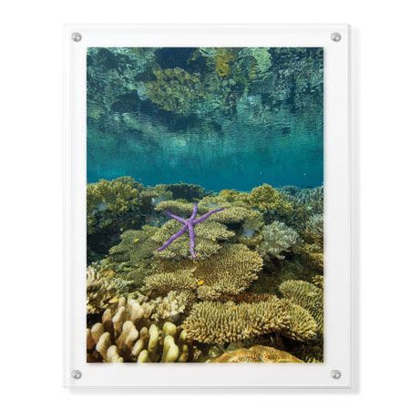 Jones and Shimlock Limited Edition Ready to Hang Giclee on Clear Acrylic: "Reef Crest with Sea Star"