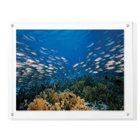Jones and Shimlock Limited Edition Ready to Hang Giclee on Clear Acrylic: "Reef Scenic 1"
