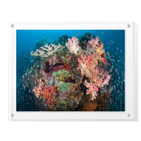 Jones and Shimlock Limited Edition Ready to Hang Giclee on Clear Acrylic: "Reef Scenic 2"