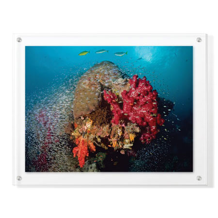 Jones and Shimlock Limited Edition Ready to Hang Giclee on Clear Acrylic: "Reef Scenic 5"