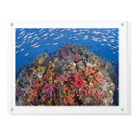 Jones and Shimlock Limited Edition Ready to Hang Giclee on Clear Acrylic: "Reef Scenic 6"