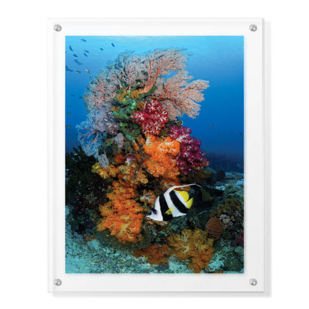 Jones and Shimlock Limited Edition Ready to Hang Giclee on Clear Acrylic: "Reef Scenic 7"