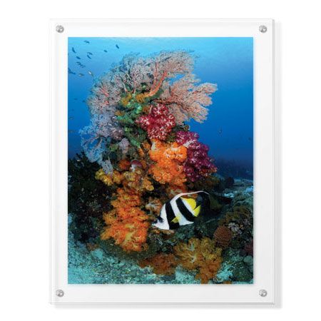 Jones and Shimlock Limited Edition Ready to Hang Giclee on Clear Acrylic: "Reef Scenic 7"
