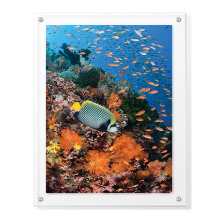 Jones and Shimlock Limited Edition Ready to Hang Giclee on Clear Acrylic: "Reef Scenic 8"
