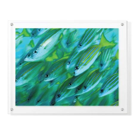 Jones and Shimlock Limited Edition Ready to Hang Giclee on Clear Acrylic: "Schooling Snappers"