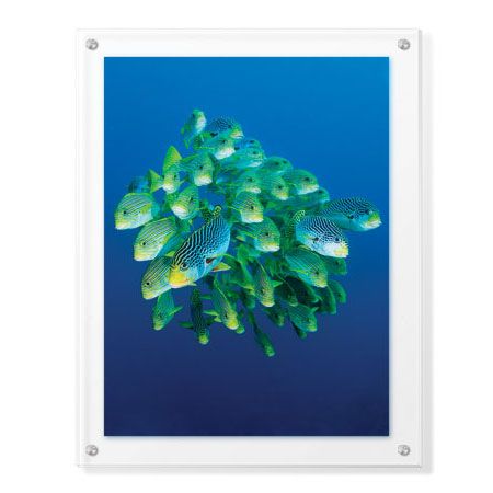 Jones and Shimlock Limited Edition Ready to Hang Giclee on Clear Acrylic: "Schooling Sweetlips"