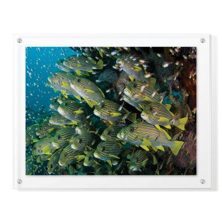 Jones and Shimlock Limited Edition Ready to Hang Giclee on Clear Acrylic: "Schooling Sweetlips with Glassfish"