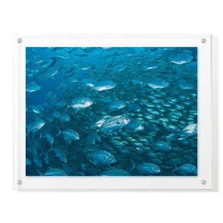 Jones and Shimlock Limited Edition Ready to Hang Giclee on Clear Acrylic: "Schooling Trevally"