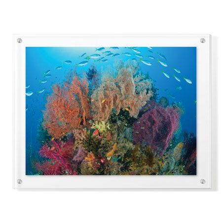 Jones and Shimlock Limited Edition Ready to Hang Giclee on Clear Acrylic: "Sea Fans and Schooling Fusiliers"