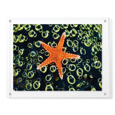 Jones and Shimlock Limited Edition Ready to Hang Giclee on Clear Acrylic: "Sea Star on Sea Squirts Colony"