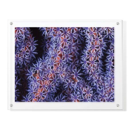 Jones and Shimlock Limited Edition Ready to Hang Giclee on Clear Acrylic: "Seafan"