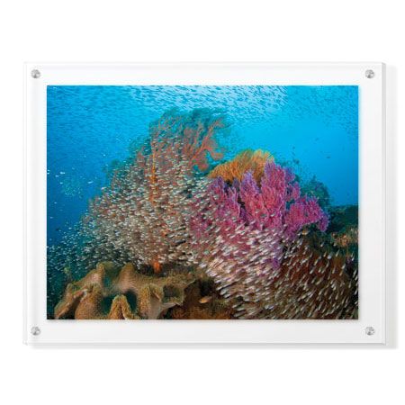 Jones and Shimlock Limited Edition Ready to Hang Giclee on Clear Acrylic: "Soft Corals and Glassfish"