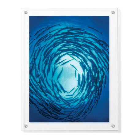Jones and Shimlock Limited Edition Ready to Hang Giclee on Clear Acrylic: "Swirling Barracuda"