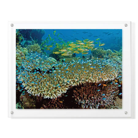 Jones and Shimlock Limited Edition Ready to Hang Giclee on Clear Acrylic: "Table Coral and Reef Fish"