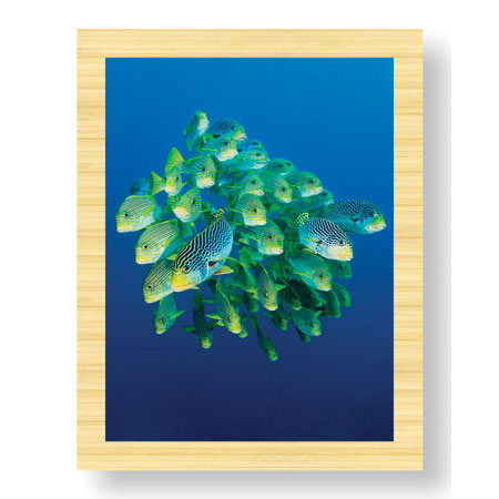 Jones and Shimlock Limited Edition Ready to Hang Giclee on: "Schooling Sweetlips"
