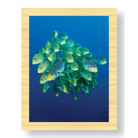 Jones and Shimlock Limited Edition Ready to Hang Giclee on: "Schooling Sweetlips"